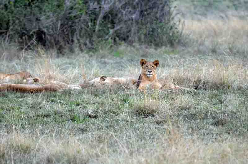 Leona - parque nacional Queen Elizabeth - Uganda 2.jpg